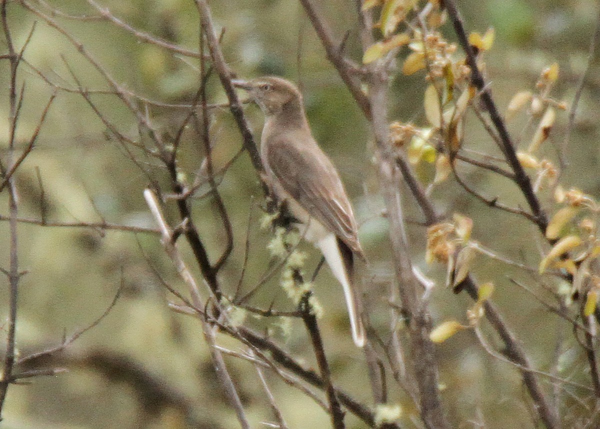 Black-billed Shrike-Tyrant - ML60933321