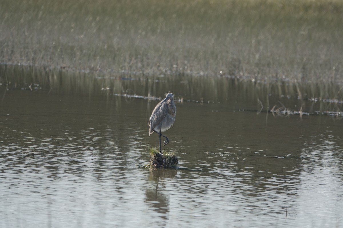 Reddish Egret - ML609333236