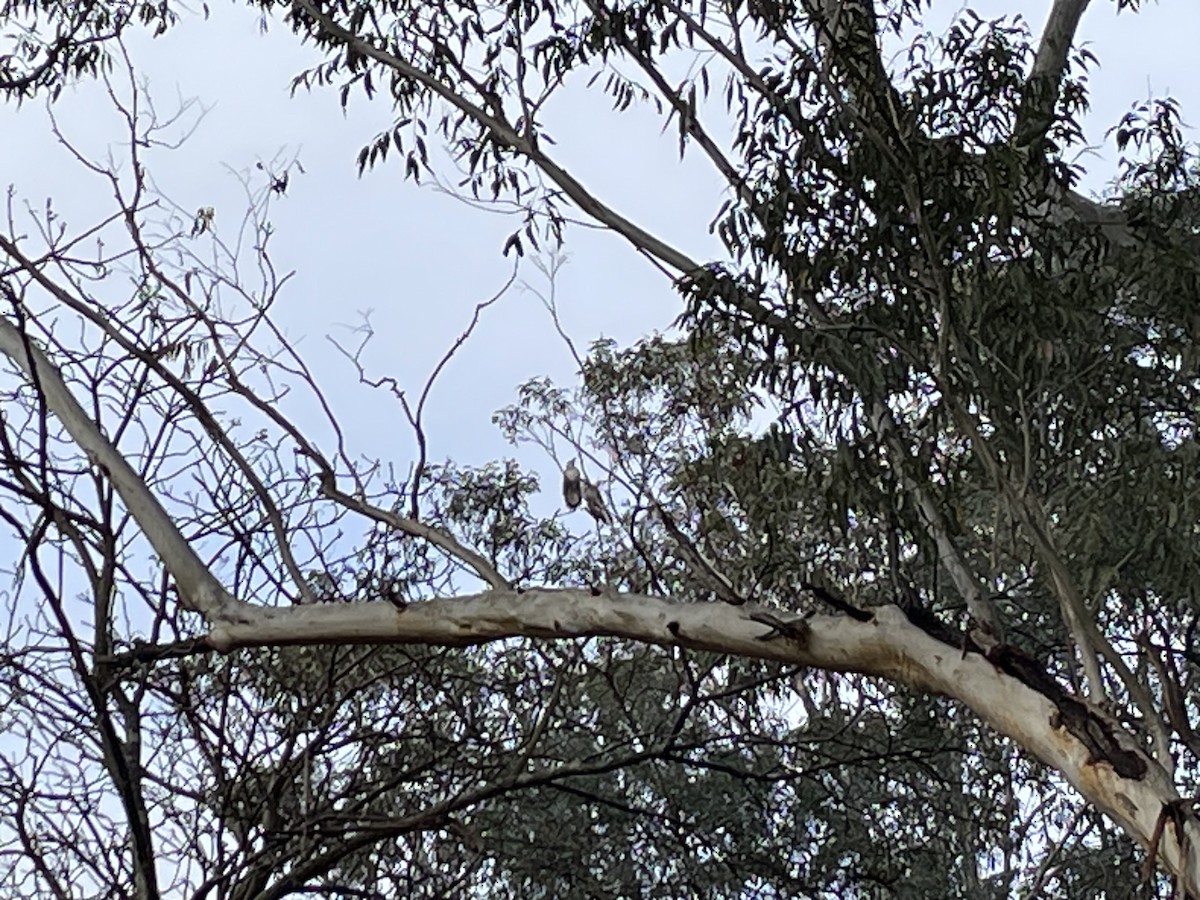 Channel-billed Cuckoo - ML609333261