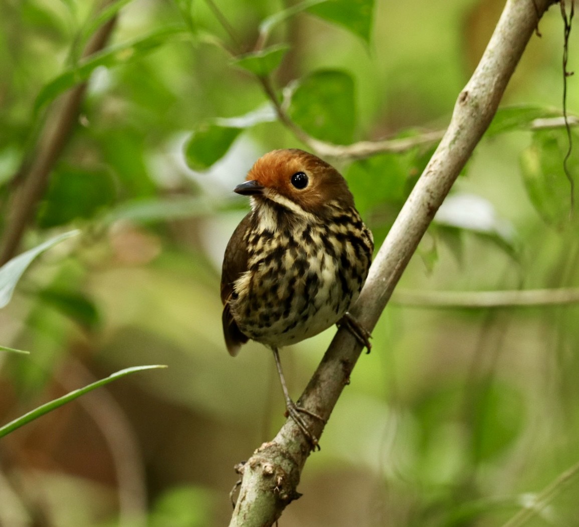 Ochre-fronted Antpitta - ML609333394