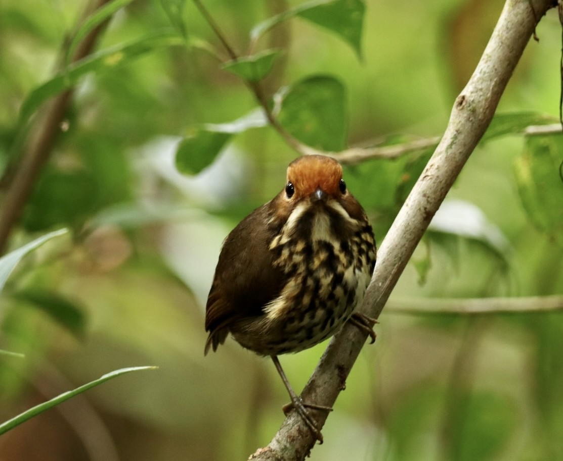 Ochre-fronted Antpitta - Marcelo Quipo