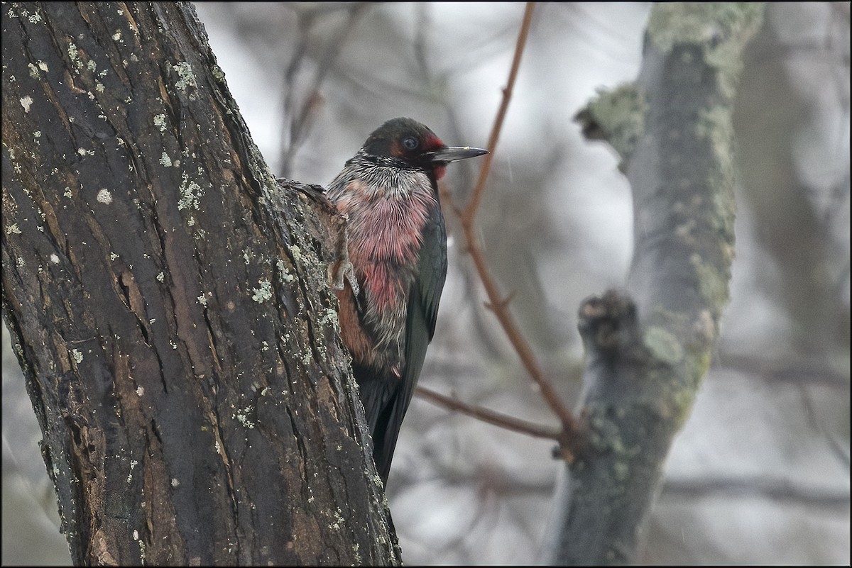 Lewis's Woodpecker - Paul Lagasi