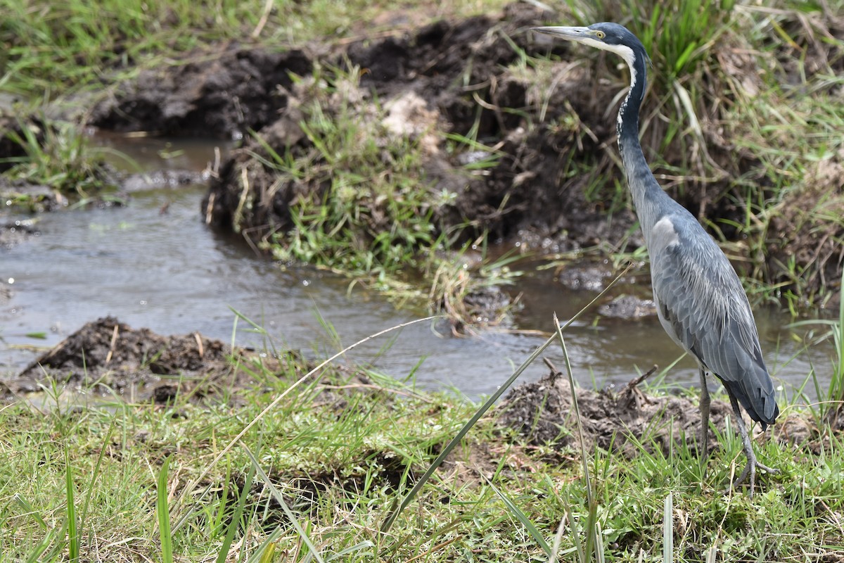 Black-headed Heron - ML609333552