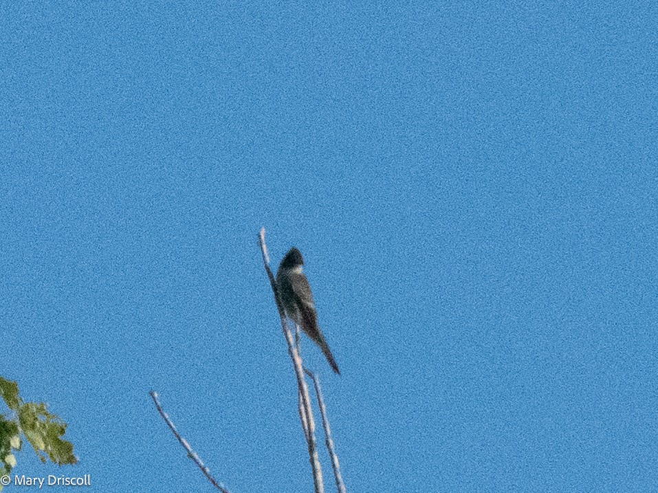 Olive-sided Flycatcher - ML609333571