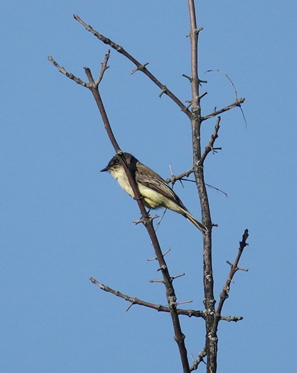 Eastern Phoebe - ML609333640