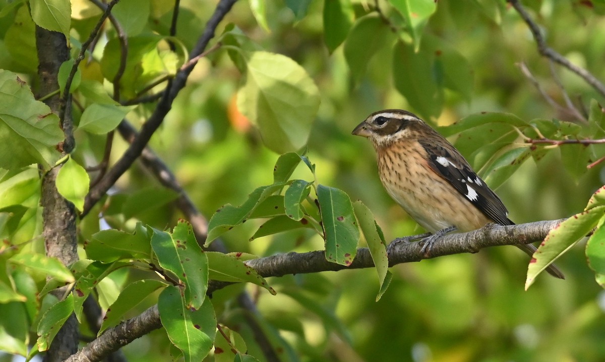 Rose-breasted Grosbeak - Bob Diebold