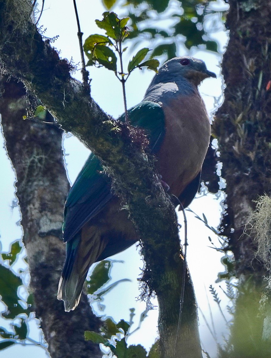 Rufescent Imperial-Pigeon - ML609333674