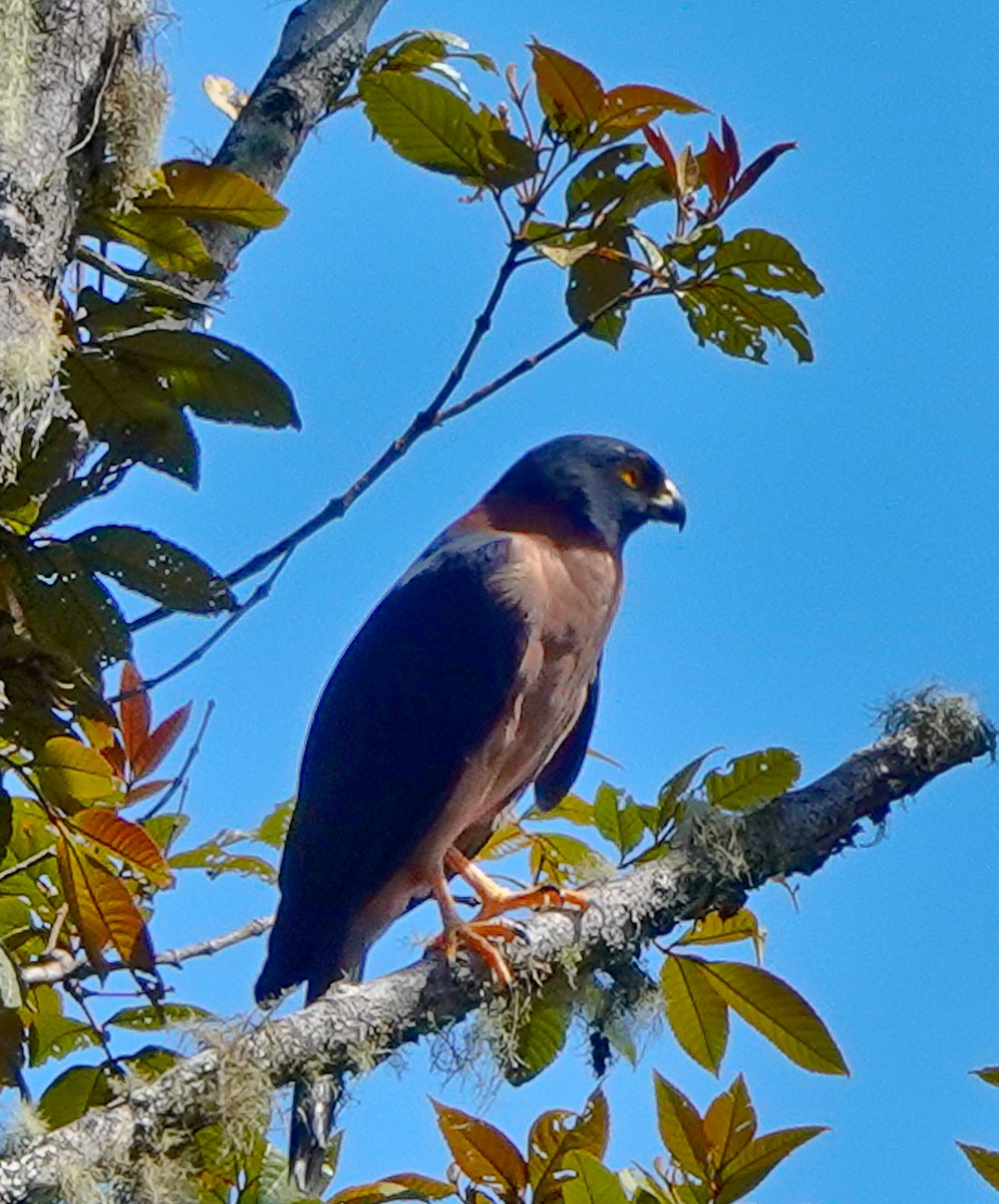 Black-mantled Goshawk - ML609333693