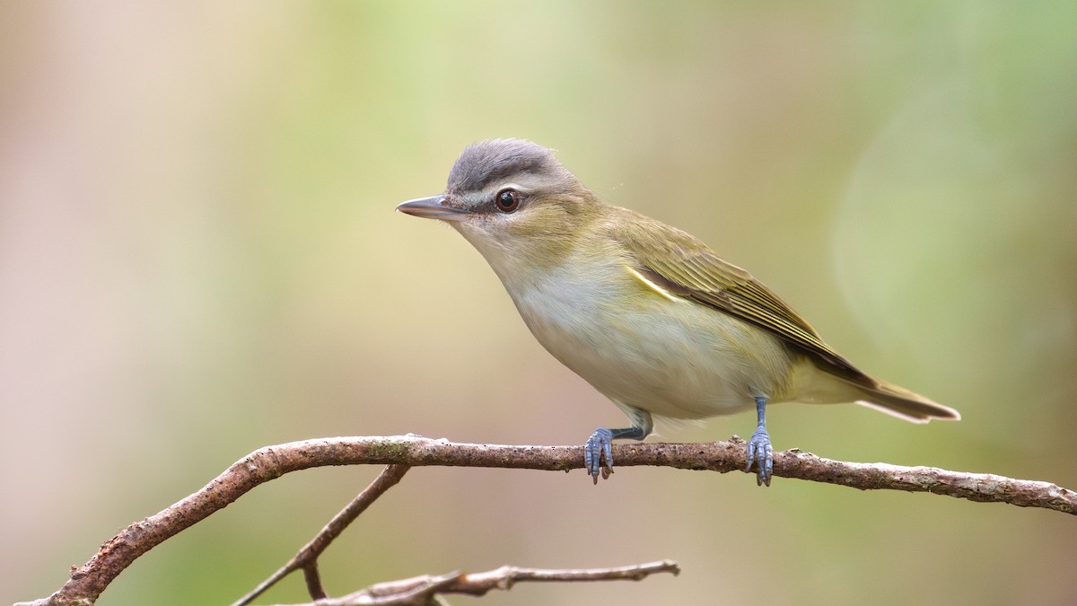 Red-eyed Vireo - ML609333707