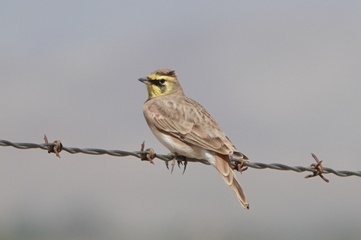 Horned Lark - Kimball Garrett