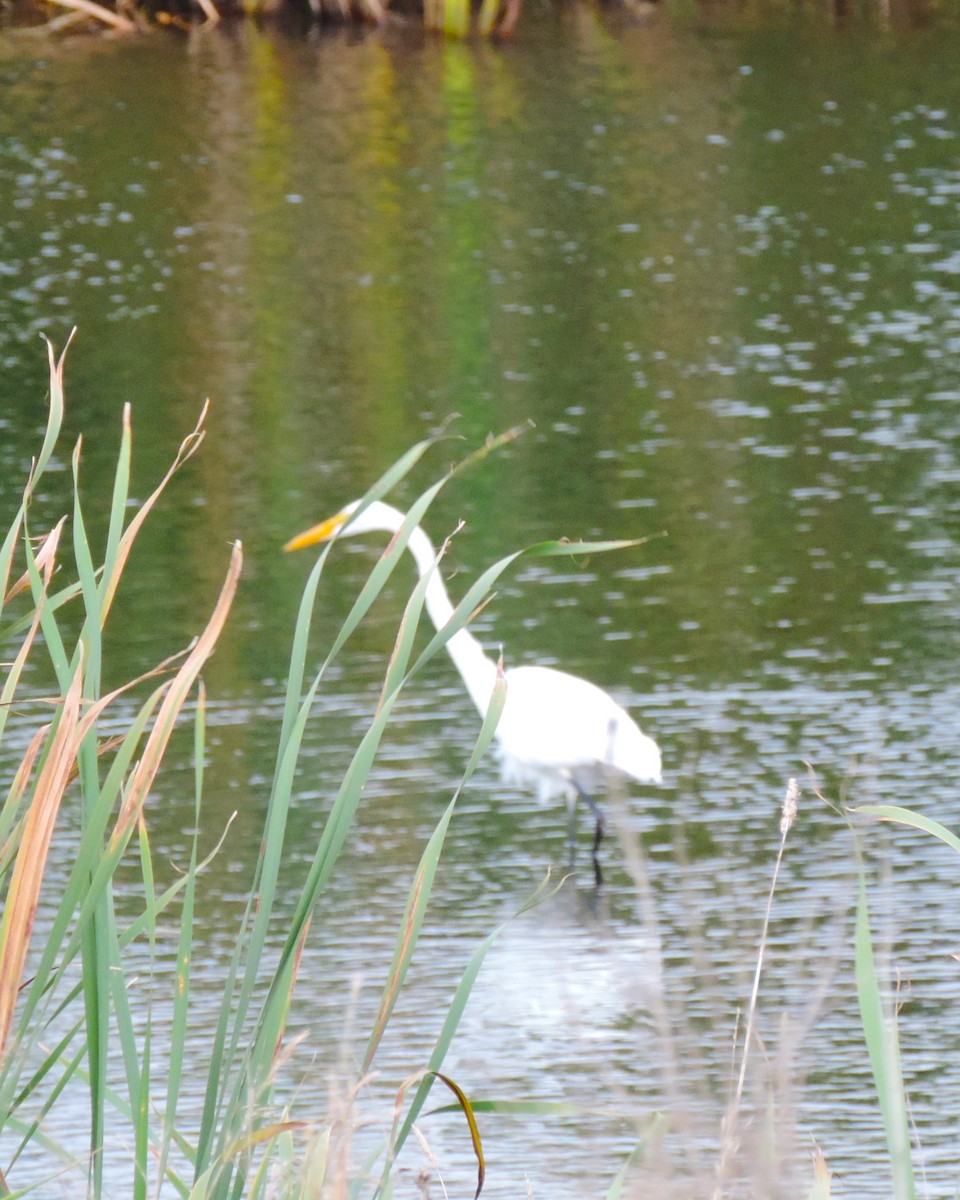 Great Egret - Kathryn Hyndman