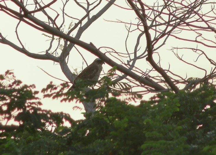 Gray-faced Buzzard - ML609334104