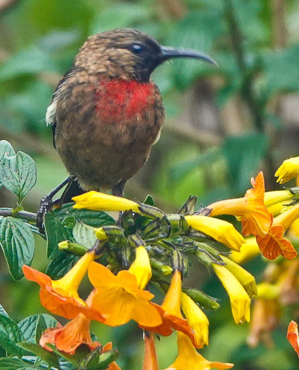 Red-collared Myzomela - ML609334173