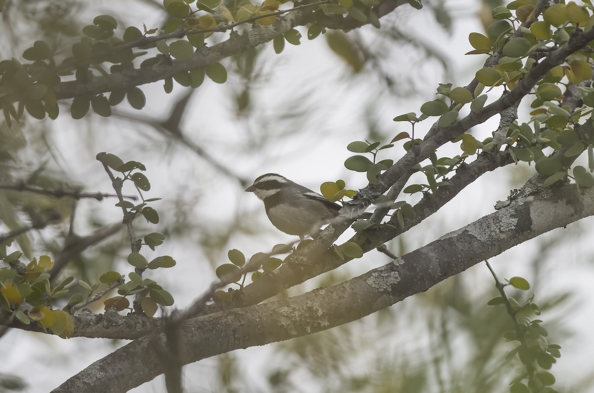 Ringed Warbling Finch - ML609334191