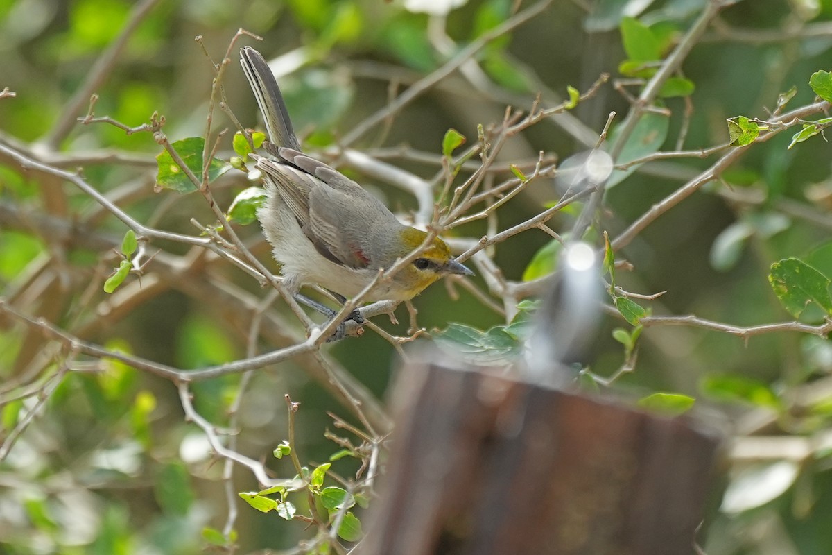 Verdin - ML609334201