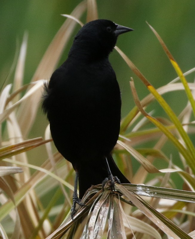 Red-winged Blackbird - logan kahle