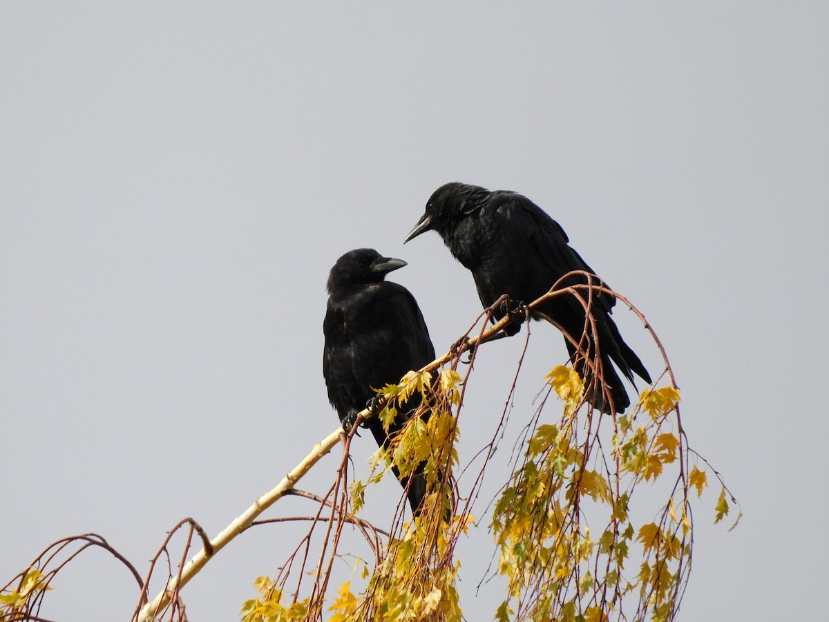 American Crow - ML609334236