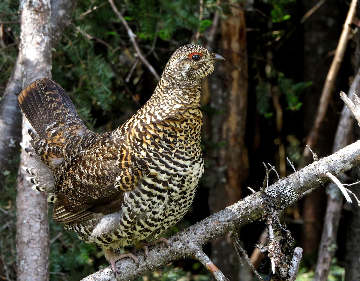 Spruce Grouse - ML609334345