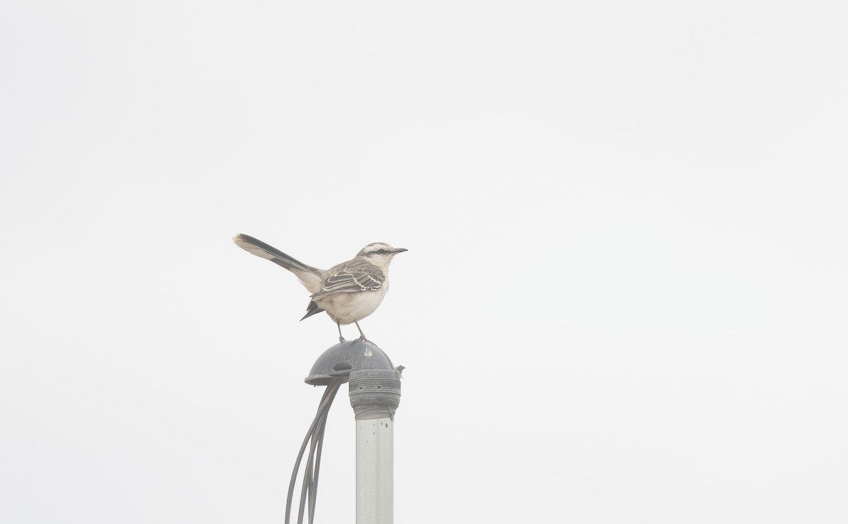 Chalk-browed Mockingbird - Giselle Mangini