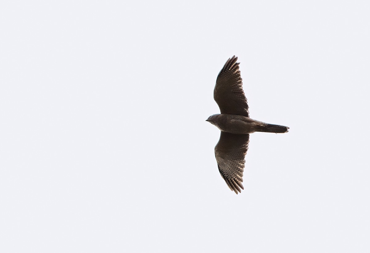 Brown Goshawk - ML609334433