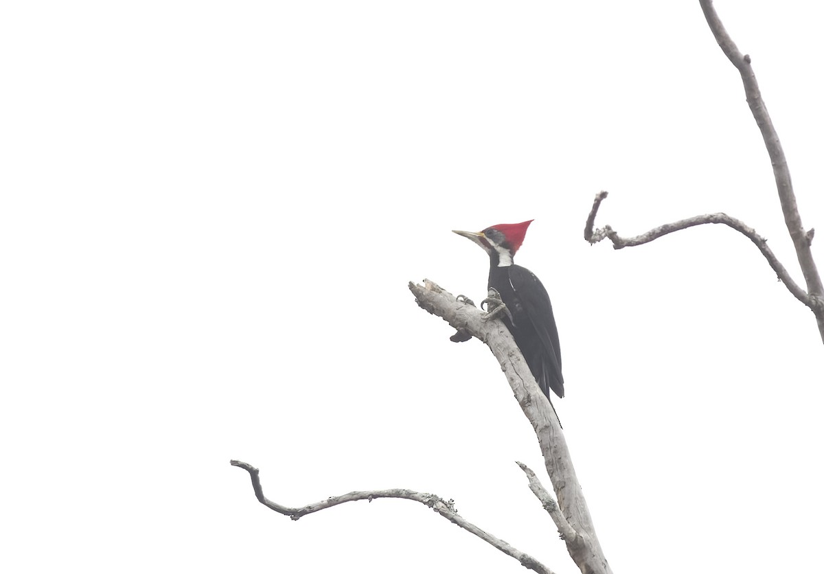 Black-bodied Woodpecker - Giselle Mangini