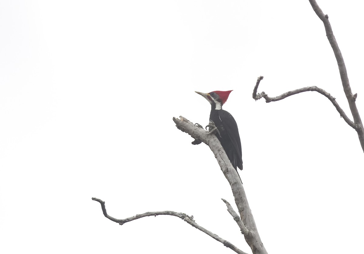 Black-bodied Woodpecker - Giselle Mangini