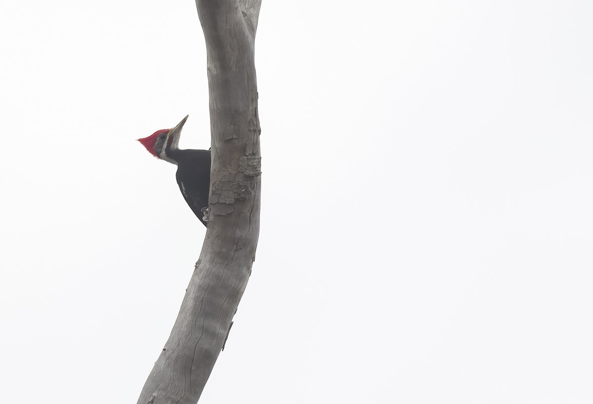 Black-bodied Woodpecker - Giselle Mangini