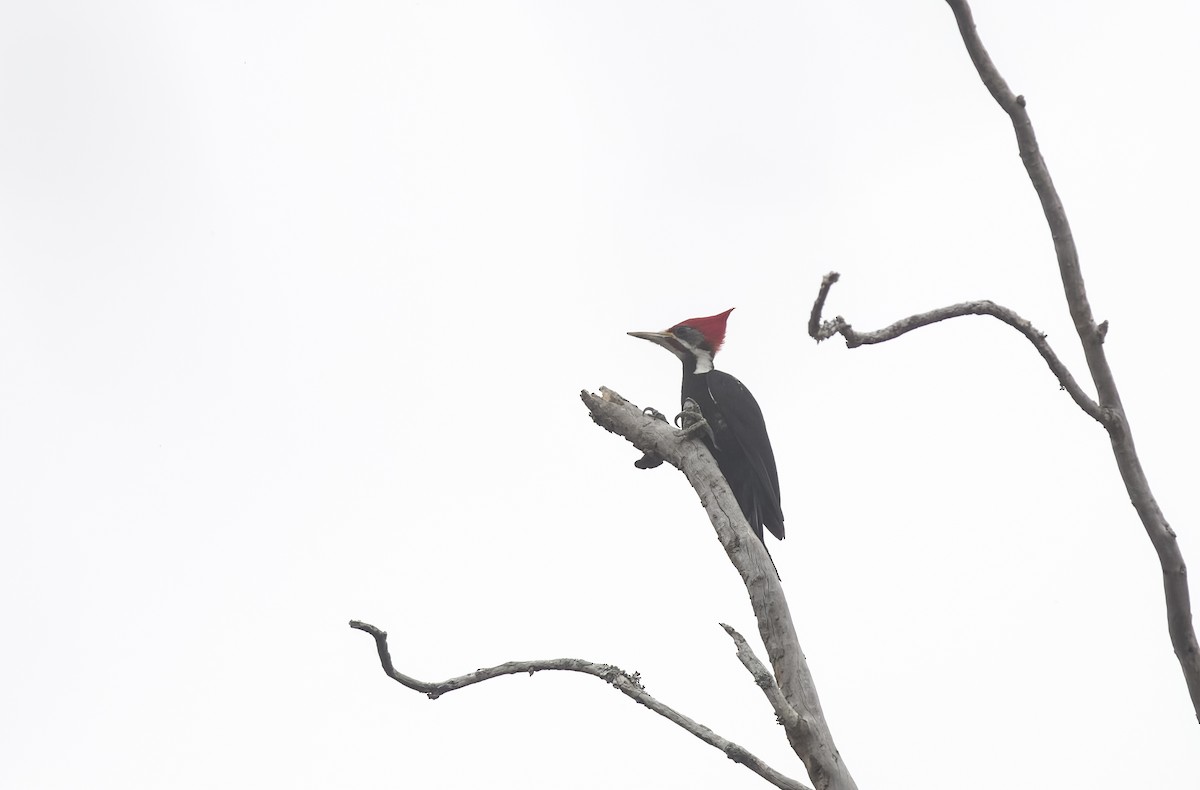 Black-bodied Woodpecker - Giselle Mangini