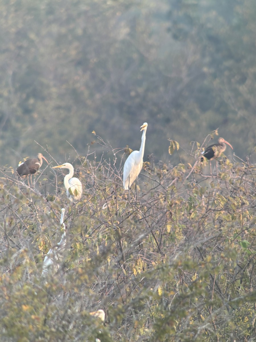 White Ibis - ML609334526