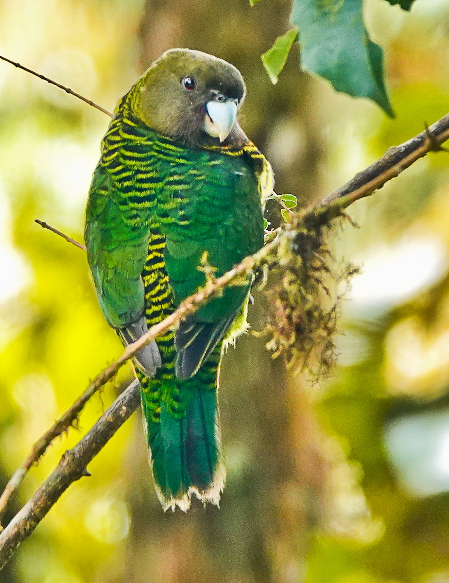 Brehm's Tiger-Parrot - ML609334556