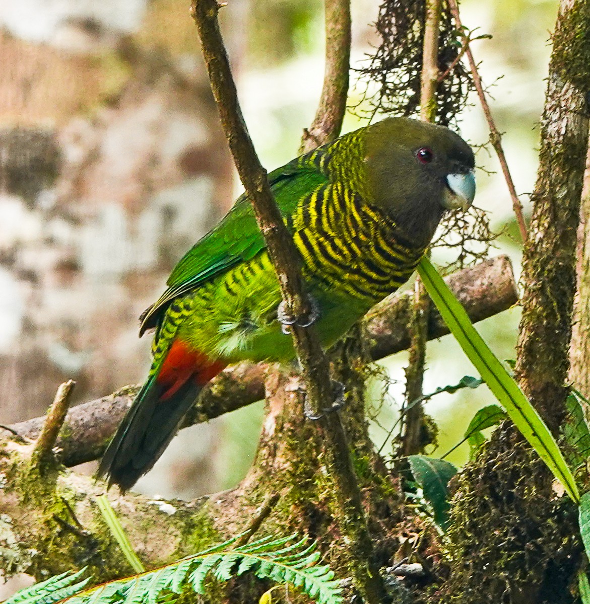 Brehm's Tiger-Parrot - ML609334558