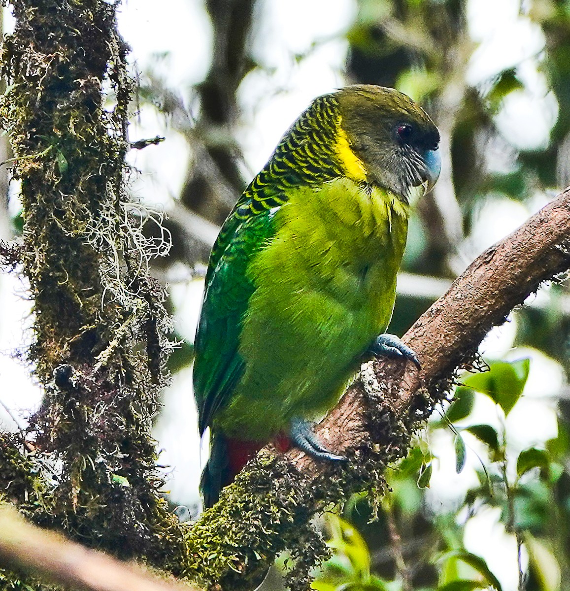 Brehm's Tiger-Parrot - ML609334560