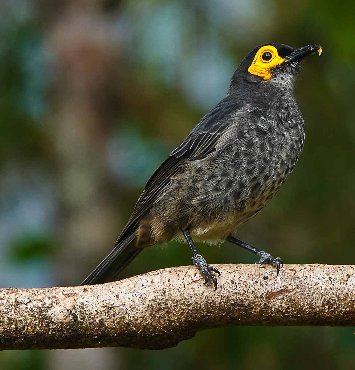 Smoky Honeyeater - ML609334618