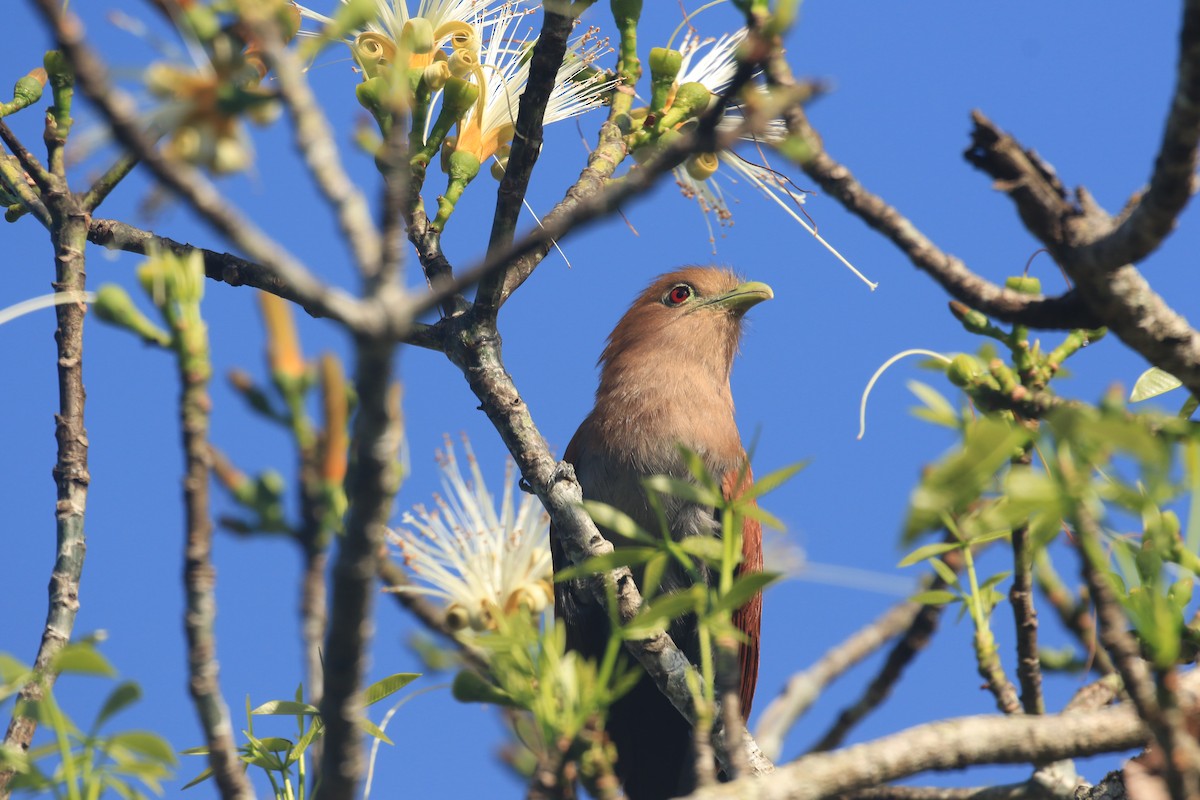 Squirrel Cuckoo - ML609334752