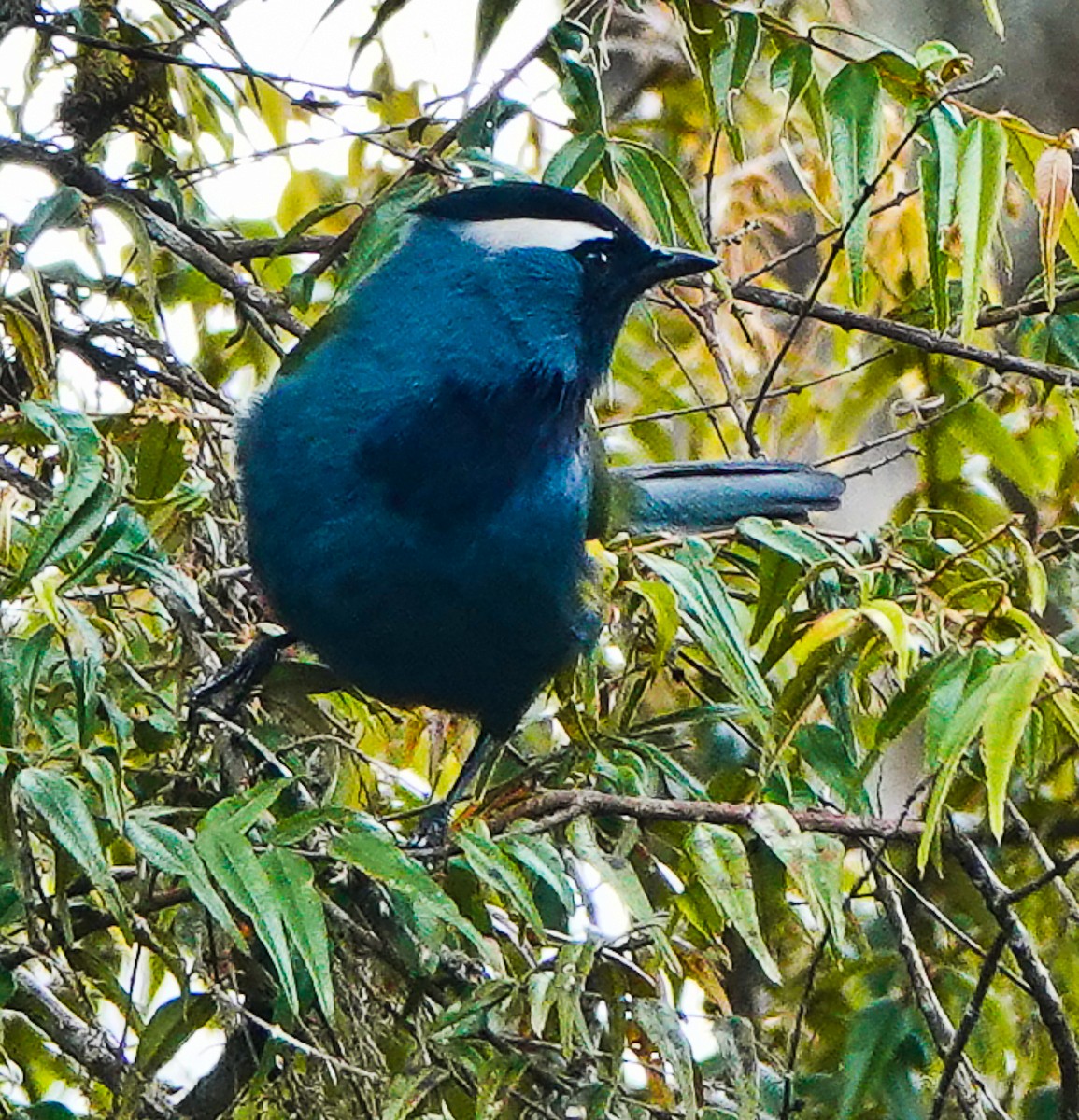 Eastern Crested Berrypecker - ML609334794