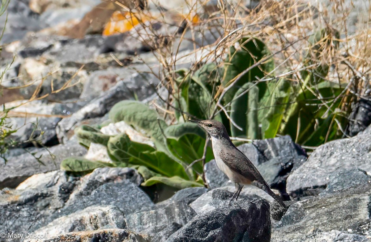 Rock Wren - ML609334795