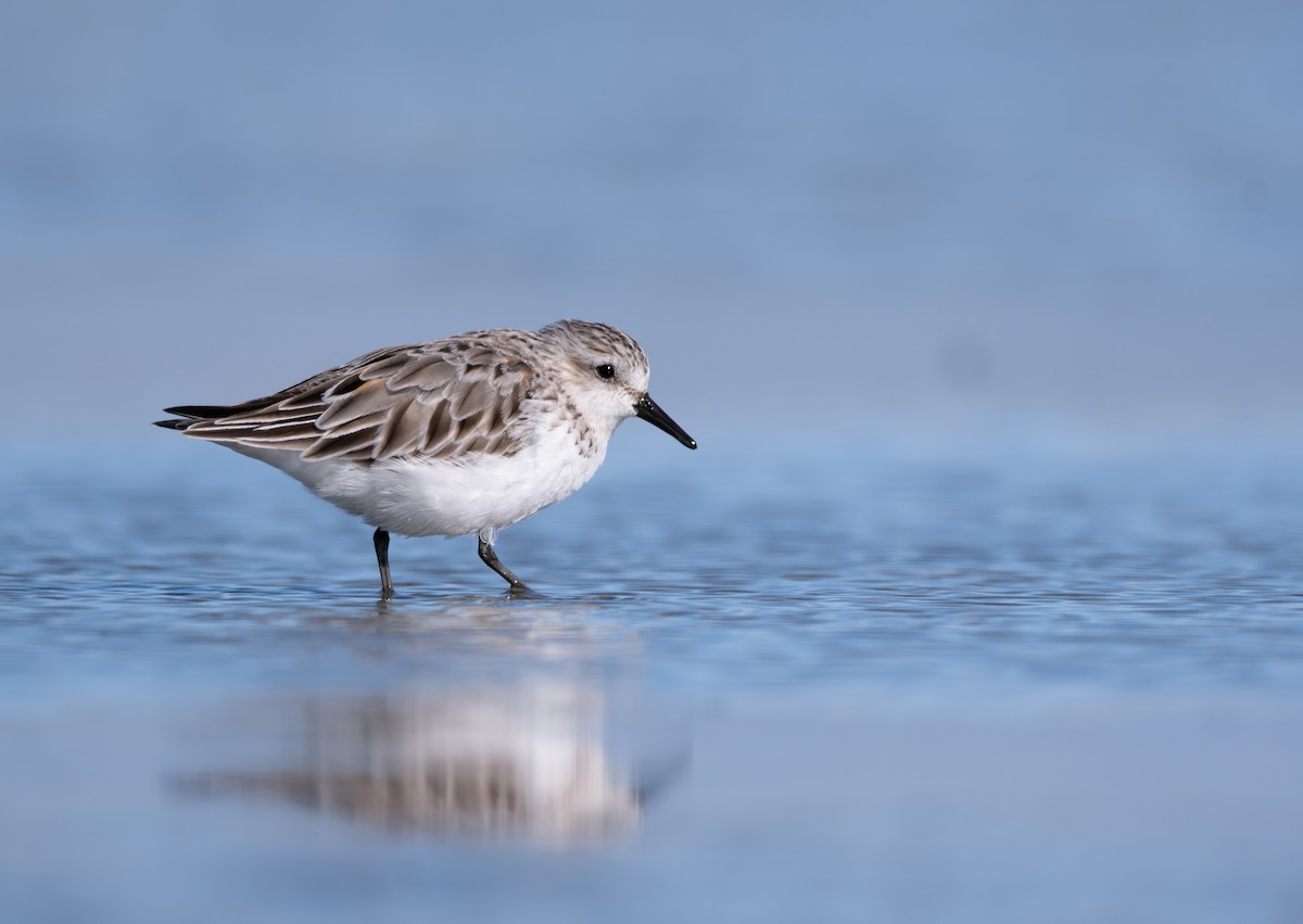 Red-necked Stint - Ben Ackerley