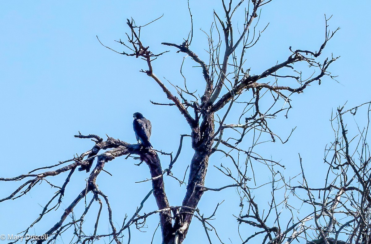 Peregrine Falcon - ML609334880