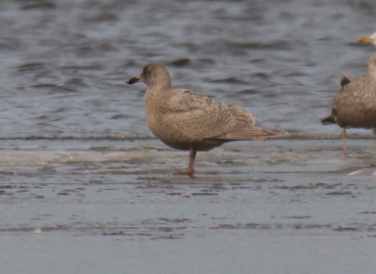 Iceland Gull (Thayer's) - ML609334939