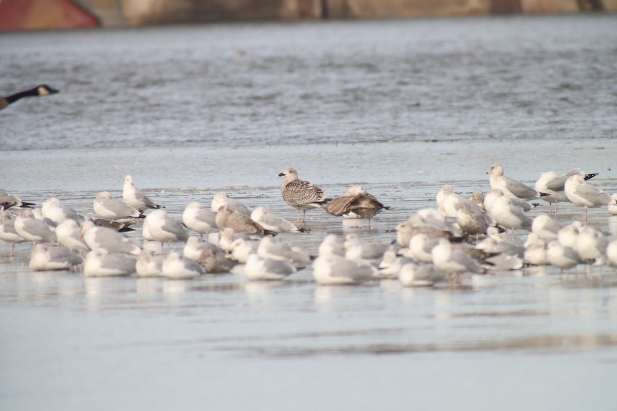 Great Black-backed Gull - ML609334950