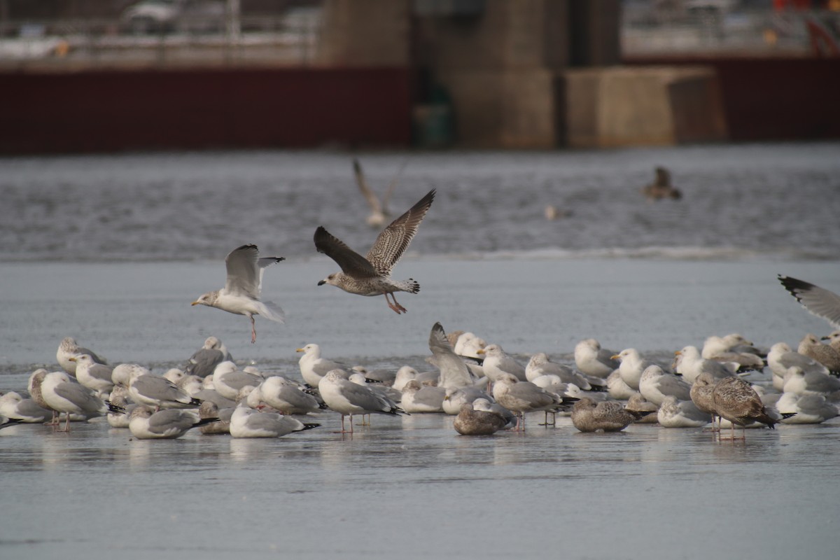 Great Black-backed Gull - ML609334951