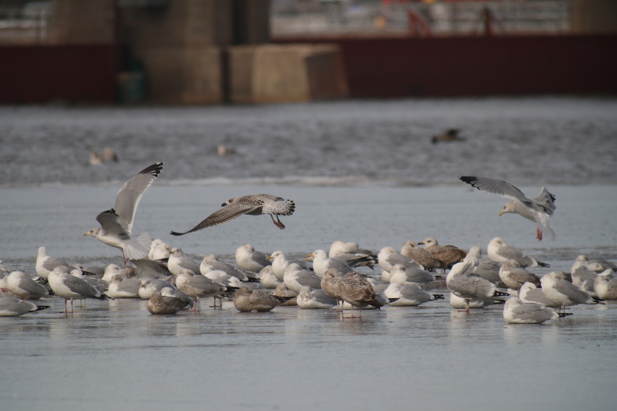 Great Black-backed Gull - ML609334956