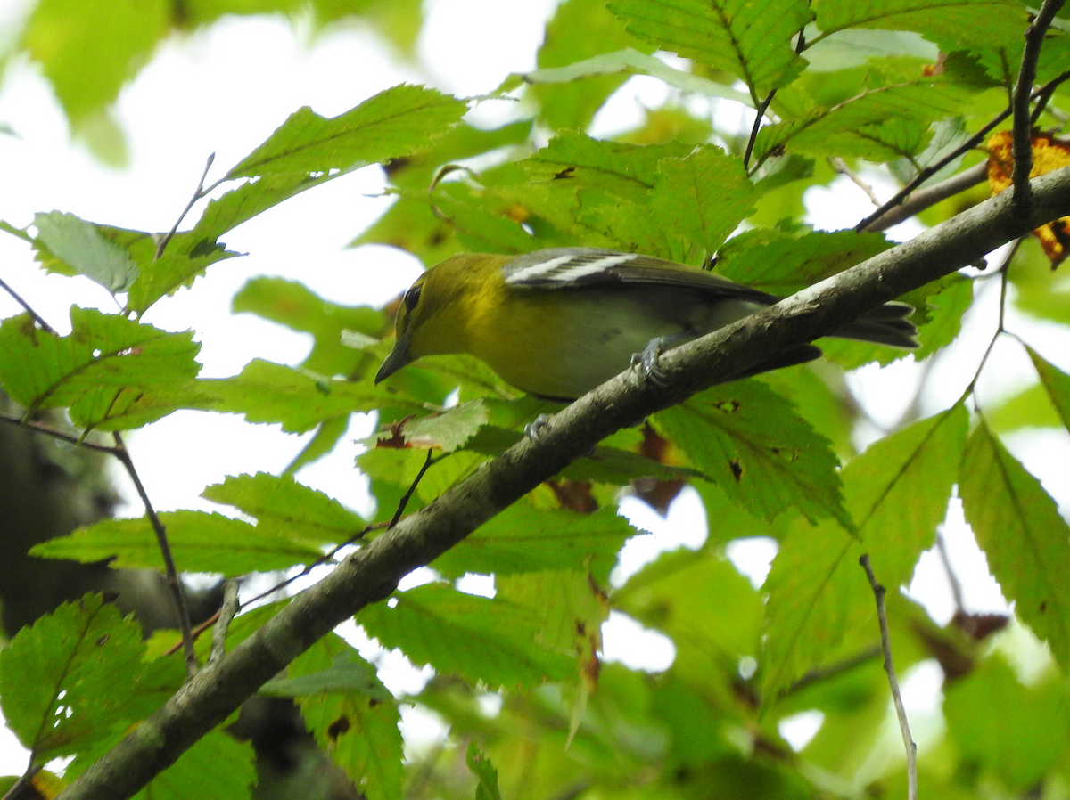 Yellow-throated Vireo - ML609335025