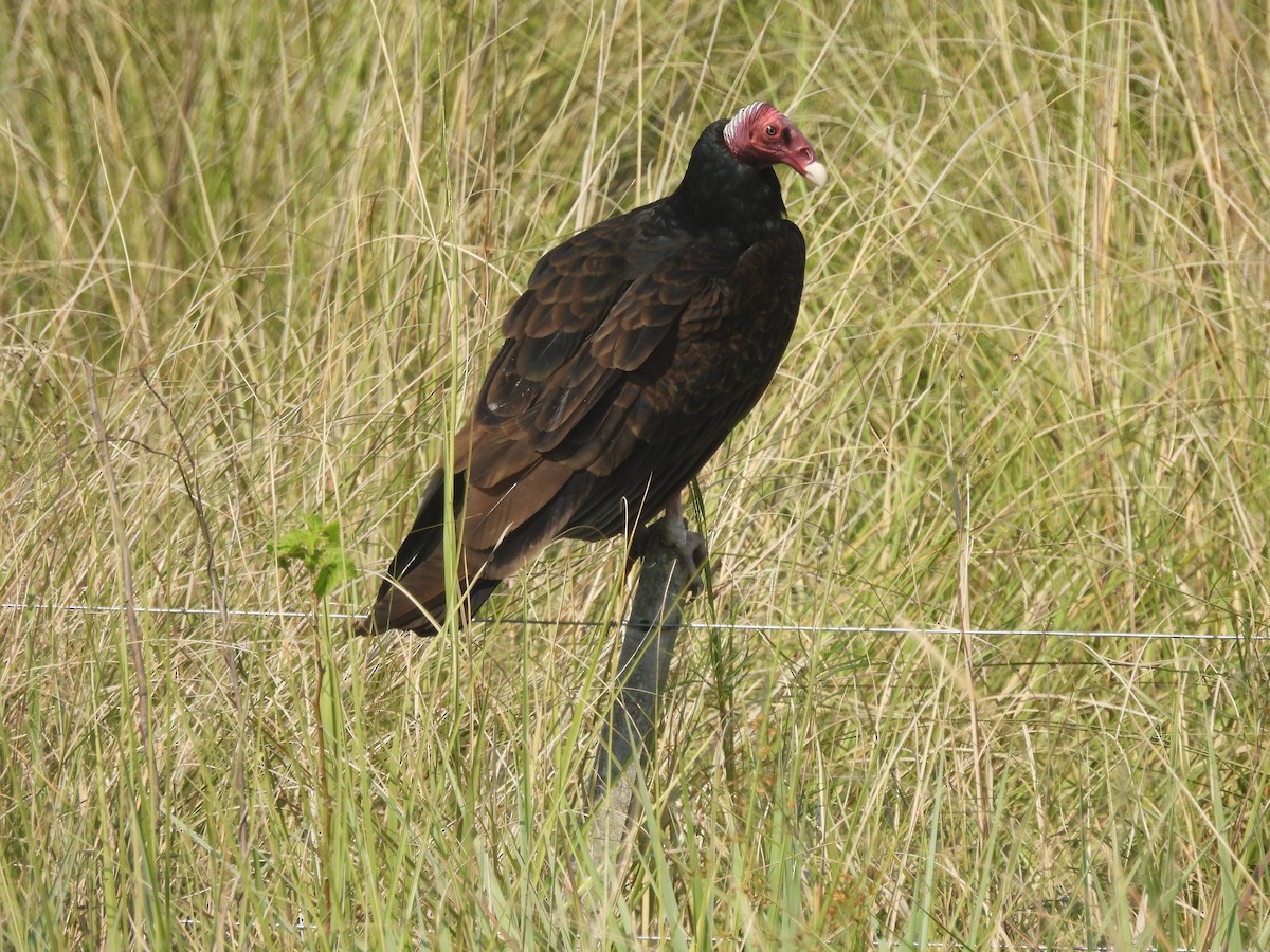 Urubu à tête rouge - ML609335031