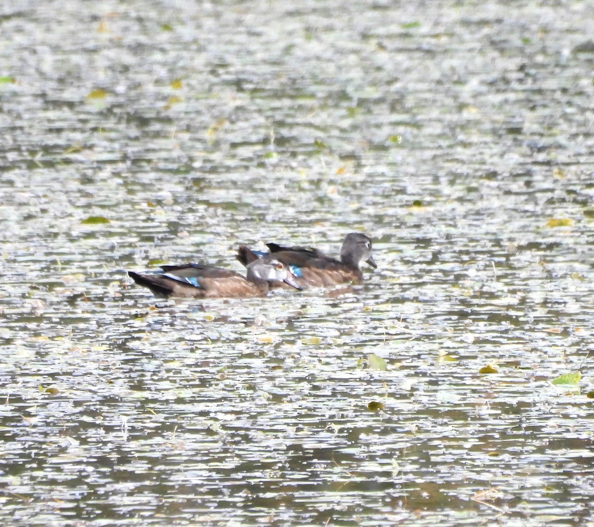 Wood Duck - ML609335067