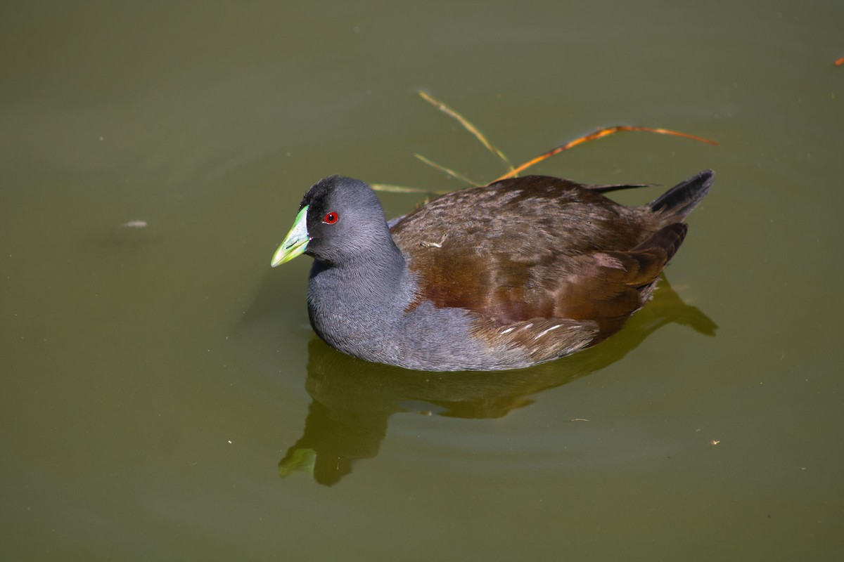 Spot-flanked Gallinule - ML609335084