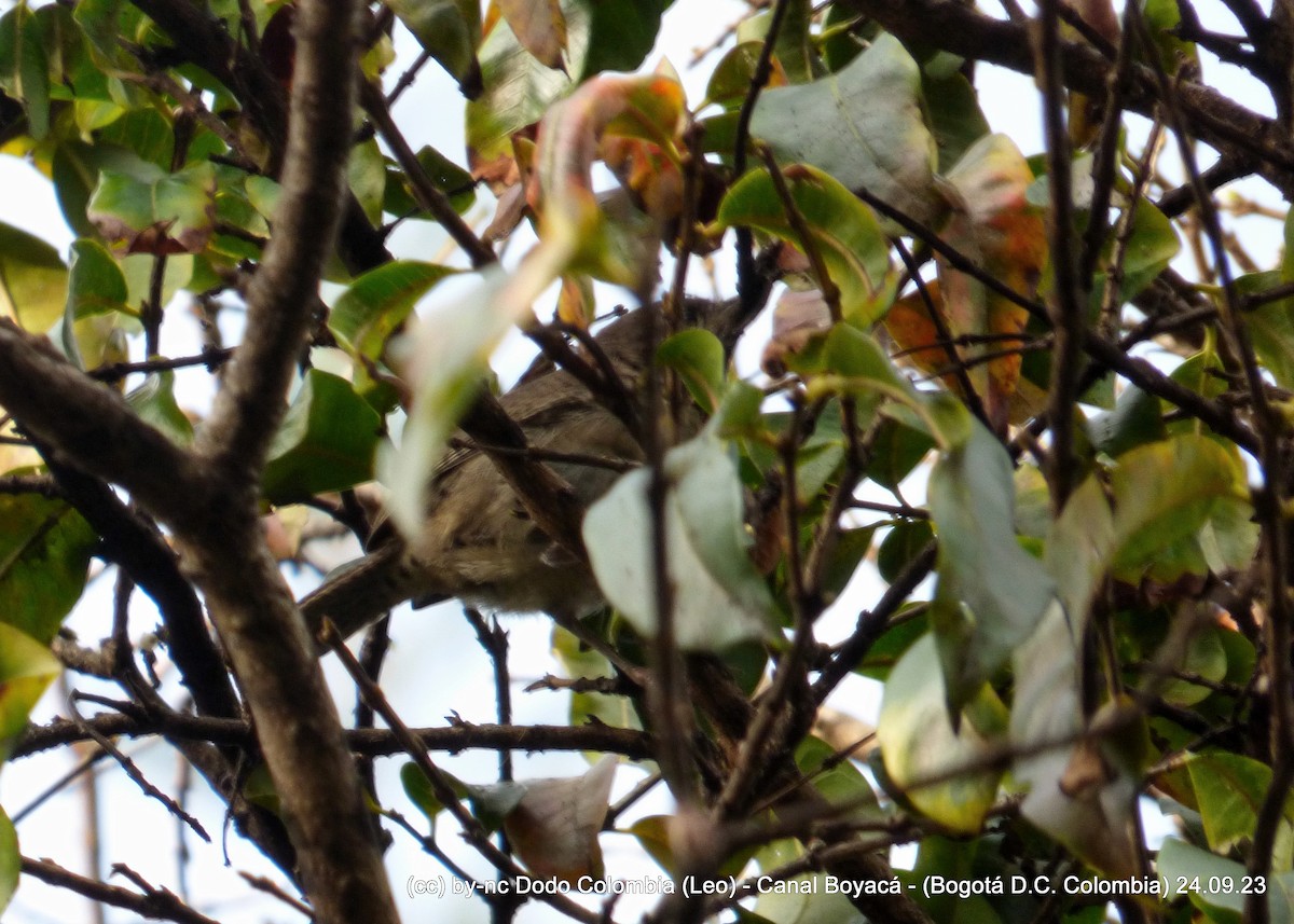 House Wren - ML609335138