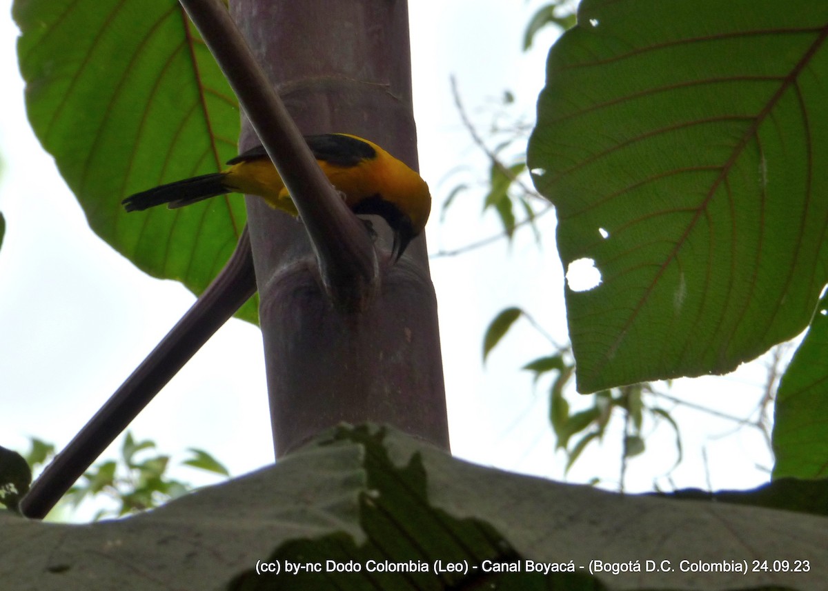 Yellow-backed Oriole - ML609335174