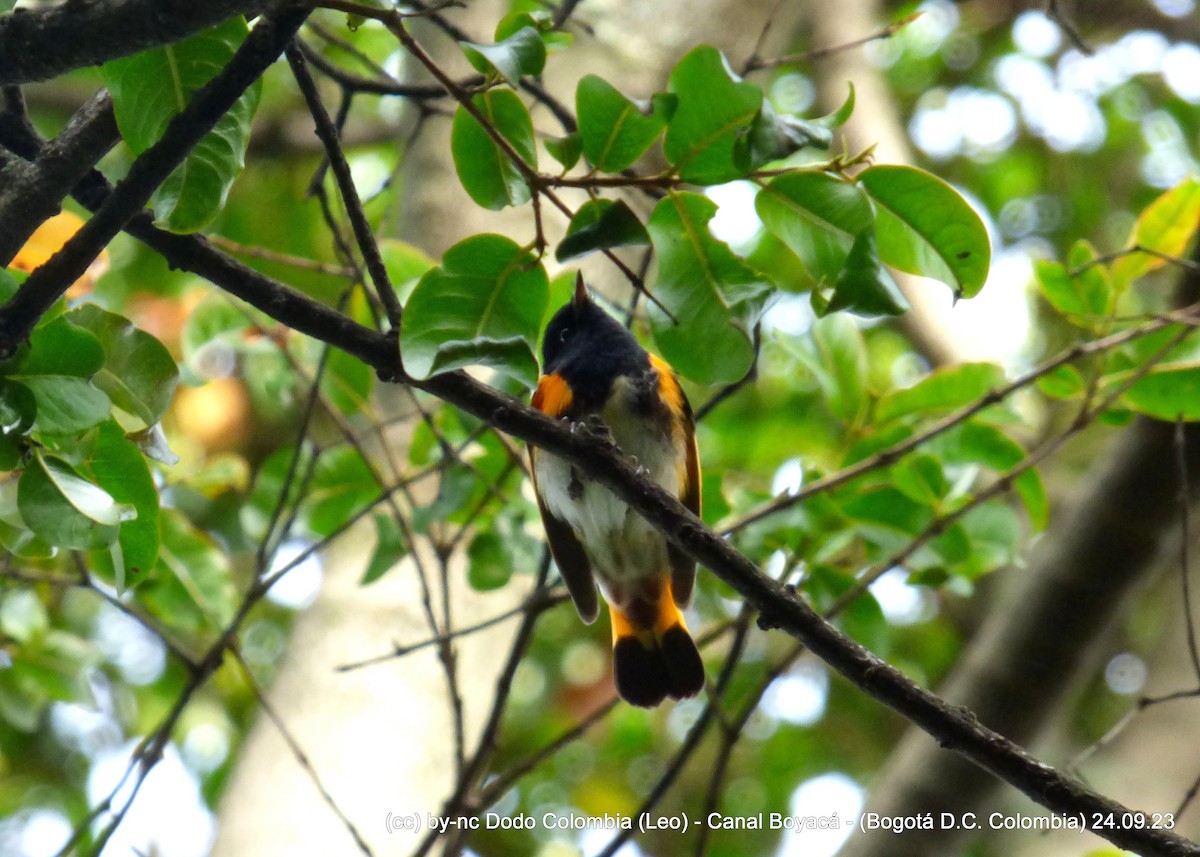 American Redstart - ML609335192