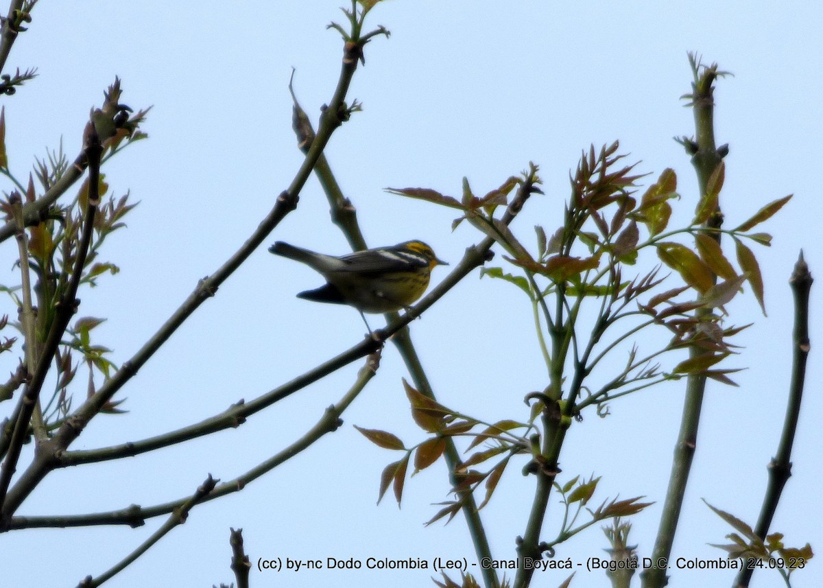 Blackburnian Warbler - ML609335202